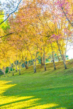 Chiangmai, Tayland 'da kiraz çiçeği parkı..