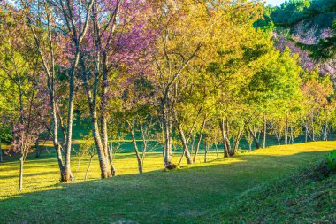 Chiangmai, Tayland 'da kiraz çiçeği parkı..