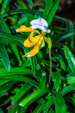 Tayland 'da Paphiopedilum orkidesi.