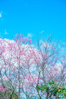 Gökyüzü ile birlikte kiraz çiçeği, Tayland.
