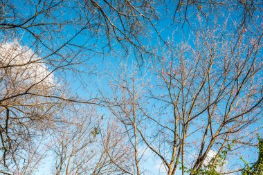 Chiangmai, Tayland 'da kiraz çiçeği parkı..