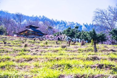 Chiangmai, Tayland 'da kiraz çiçeği parkı..