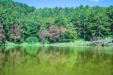 Tayland 'da gölü olan kiraz ağaçları..