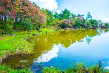 Tayland 'da gölü olan kiraz ağaçları..