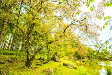 Tayland 'da gölü olan kiraz ağaçları..