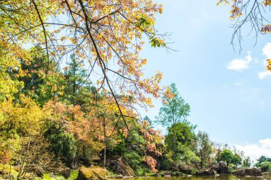 Tayland 'da gölü olan kiraz ağaçları..