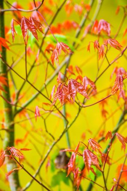 Akçaağaç yaprakları doğal arka planda, Tayland.