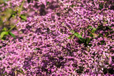 Küçük menekşe çiçeğinin arka planı, Tayland.