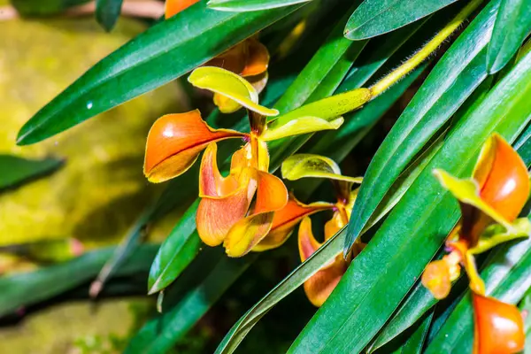 Tayland 'da Paphiopedilum orkidesi.