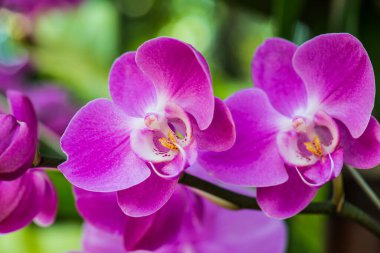 Parktaki Violet orkidesi, Tayland.