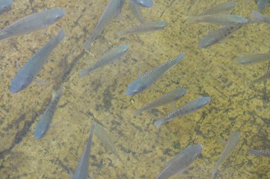 Suda Nil Tilapia balığı, Tayland.