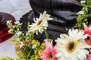 Tayland, Gerbera çiçeğine yakın..