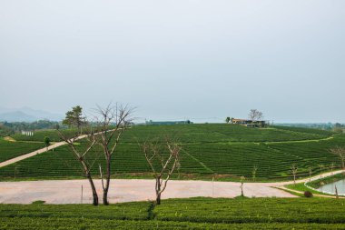 Tayland, Tayland 'da çay çiftliği.