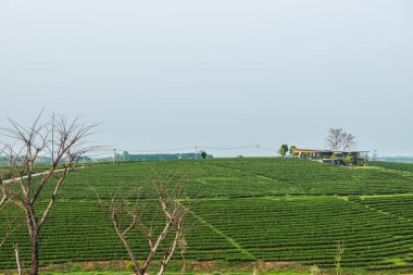 Tayland, Tayland 'da çay çiftliği.