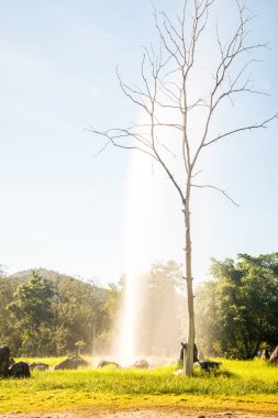 Chiangmai, Tayland 'da Sankamphaeng kaplıcaları.