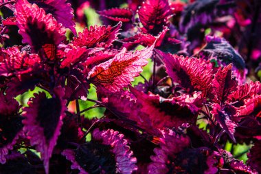 Bahçede kırmızı yapraklar, Tayland.