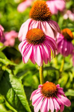 Yaklaş Pembe bir çiçek, Tayland.