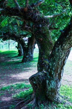 Angkhang, Tayland Kraliyet Tarım İstasyonunda Japon Kayısı Ağaçları.