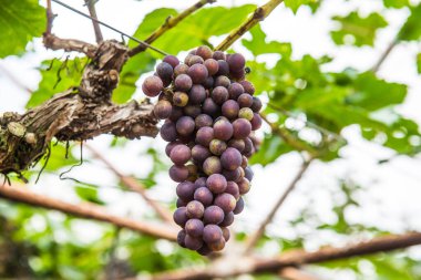 Tayland 'da şarap üzümleri.