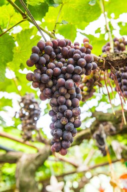 Tayland 'da şarap üzümleri.