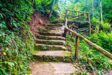 Ormanda merdiven, Tayland.
