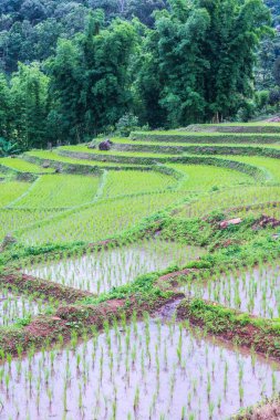 Tayland 'ın Chiangmai eyaletinde pirinç tarlaları..