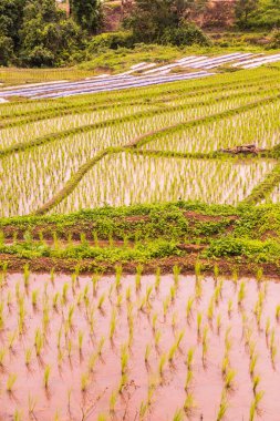 Tayland 'ın Chiangmai eyaletinde pirinç tarlaları..