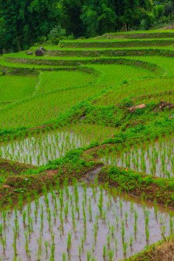 Tayland 'ın Chiangmai eyaletinde pirinç tarlaları..