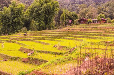 Tayland 'ın Chiangmai eyaletinde pirinç tarlaları..