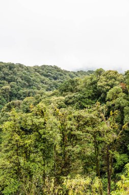 Doi Inthanon Ulusal Parkı, Tayland 'da Büyük Ağaçlar.