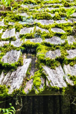 Doi Inthanon Ulusal Parkı, Tayland 'da çatıda yosun.