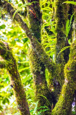 Doi Inthanon Ulusal Parkı, Tayland 'daki ağaç bütünlüğü.