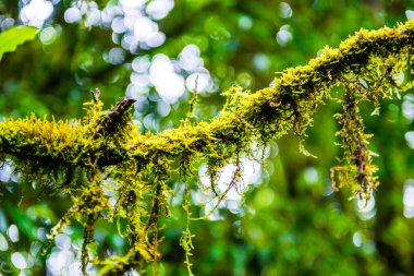 Doi Inthanon Ulusal Parkı, Tayland 'daki ağaç bütünlüğü.