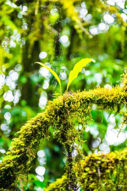 Doi Inthanon Ulusal Parkı, Tayland 'daki ağaç bütünlüğü.