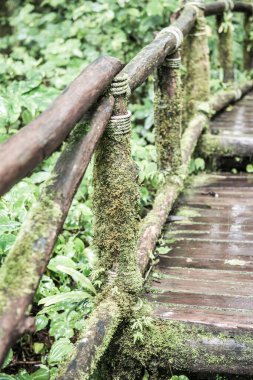 Doi Inthanon Ulusal Parkı 'nda yürüyüş yolu, Tayland.