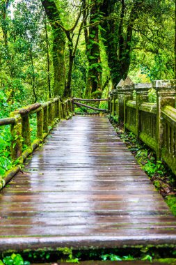 Doi Inthanon Ulusal Parkı 'nda yürüyüş yolu, Tayland.
