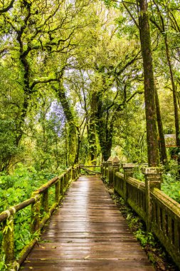 Doi Inthanon Ulusal Parkı 'nda yürüyüş yolu, Tayland.