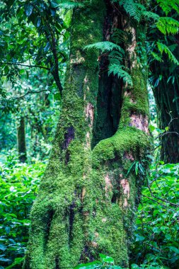 Doi Inthanon Ulusal Parkı, Tayland 'daki ağaç bütünlüğü.