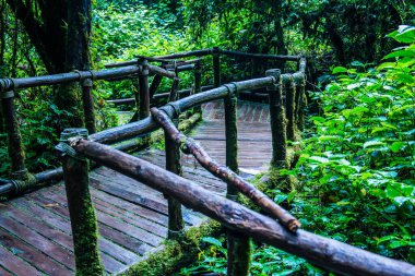 Doi Inthanon Ulusal Parkı 'nda yürüyüş yolu, Tayland.