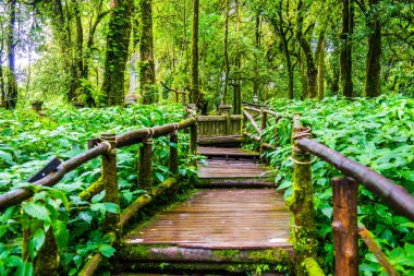 Doi Inthanon Ulusal Parkı 'nda yürüyüş yolu, Tayland.