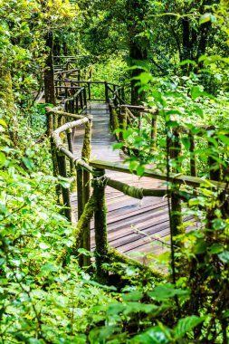Doi Inthanon Ulusal Parkı 'nda yürüyüş yolu, Tayland.