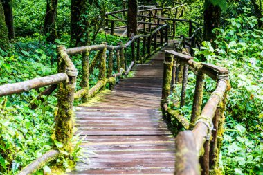 Doi Inthanon Ulusal Parkı 'nda yürüyüş yolu, Tayland.