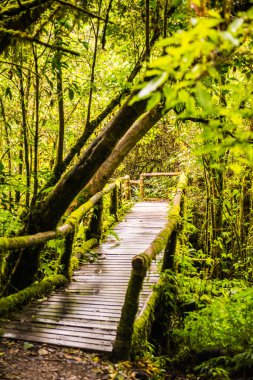 Doi Inthanon Ulusal Parkı 'nda yürüyüş yolu, Tayland.