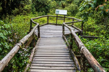 Doi Inthanon Ulusal Parkı 'nda yürüyüş yolu, Tayland.