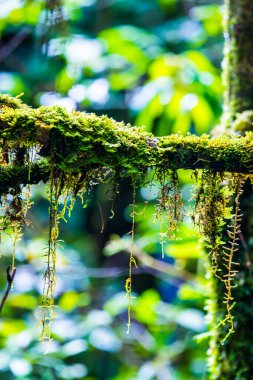Doi Inthanon Ulusal Parkı, Tayland 'daki ağaç bütünlüğü.