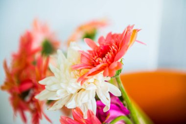 Tayland, Gerbera çiçeğine yakın..