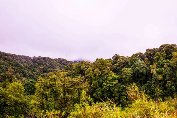 Doi Inthanon Ulusal Parkı, Tayland 'da Büyük Ağaçlar.