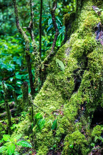 Doi Inthanon Ulusal Parkı, Tayland 'daki ağaç bütünlüğü.