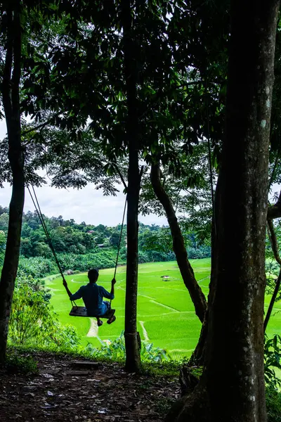 Tayland 'ın Pua bölgesindeki pirinç tarlası.