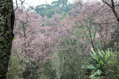 Wild Himalayan Cherry in Khun Wang royal project, Thailand.